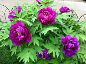 Bujor De Tip Pomișor — miniatura 4