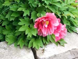 Bujor De Tip Pomișor — miniatura 5