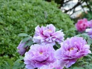 Bujor De Tip Pomișor — miniatura 6