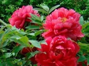 Bujor De Tip Pomișor — miniatura 7