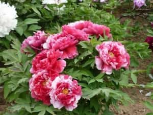 Bujor De Tip Pomișor — miniatura 9