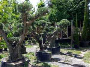 Maslini seculari bonsai rezistenti la ger livrare, plantare toata tara