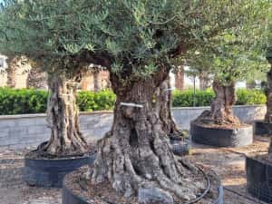 Maslini seculari bonsai rezistenti la ger livrare, plantare toata tara — miniatura 3