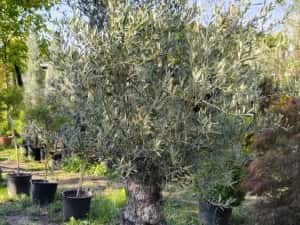 Maslini seculari bonsai rezistenti la ger livrare, plantare toata tara — miniatura 5