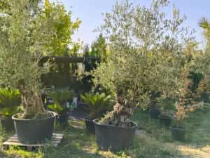 Maslini seculari bonsai rezistenti la ger livrare, plantare toata tara — miniatura 6