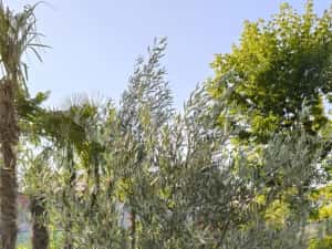 Maslini seculari bonsai rezistenti la ger livrare, plantare toata tara — miniatura 7