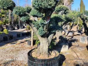 Maslini seculari bonsai rezistenti la ger livrare, plantare toata tara — miniatura 8