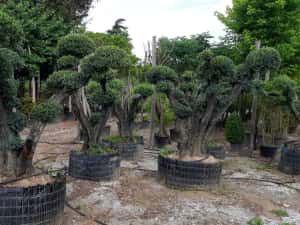 Maslini seculari bonsai rezistenti la ger livrare, plantare toata tara — miniatura 9