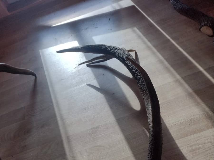 vand CORN 7raze — fotografie 1 din 3