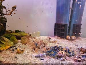 Vand creveti acvariu Blue dream neocaridina — miniatura 2