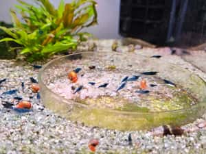 Vand creveti acvariu Blue dream neocaridina — miniatura 3