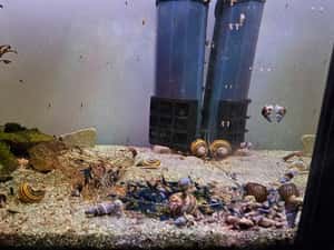 Vand creveti acvariu Blue dream neocaridina — miniatura 4