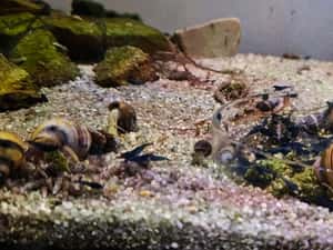 Vand creveti acvariu Blue dream neocaridina — miniatura 5
