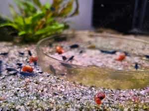 Vand creveti acvariu Blue dream neocaridina — miniatura 6