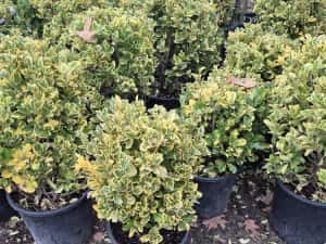 Pothinia  evonimus  prunus plante — miniatura 3