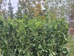 Pothinia  evonimus  prunus plante — miniatura 4