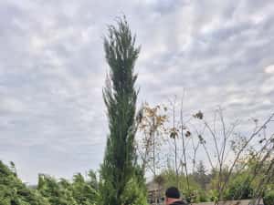 Pothinia  evonimus  prunus plante — miniatura 5