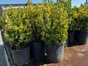 Pothinia  evonimus  prunus plante — miniatura 8