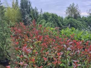 Pothinia  evonimus  prunus plante — miniatura 9