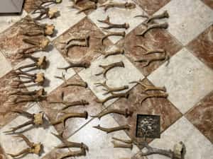 Vand colectie de coarne de bivol,berbec,tap,caprior,perechi si coarne razlete. — miniatura 7