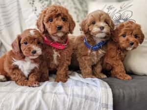 Căței Maltipoo
