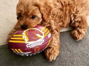 Căței Maltipoo — miniatura 3