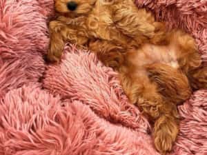 Căței Maltipoo — miniatura 4