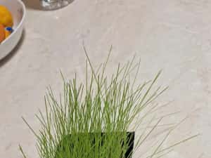 Samanta iarba coasa,pasune ,islaz ,terasamente — miniatura 4