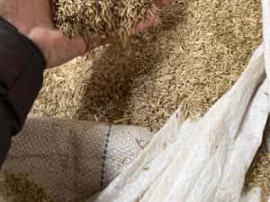 Samanta iarba coasa,pasune ,islaz ,terasamente — miniatura 5