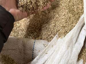 Samanta iarba coasa,pasune ,islaz ,terasamente — miniatura 9