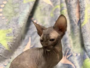 Fetița Sfinx BLUE — miniatura 2