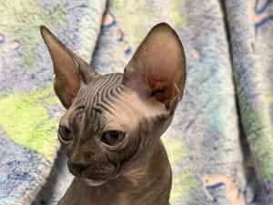 Fetița Sfinx BLUE — miniatura 3