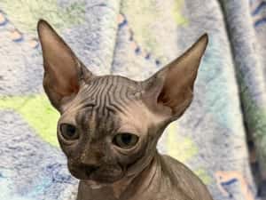 Fetița Sfinx BLUE — miniatura 4