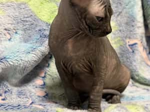 Fetița Sfinx BLUE — miniatura 5