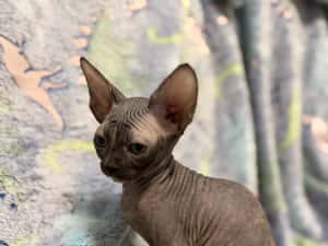 Fetița Sfinx BLUE — miniatura 6