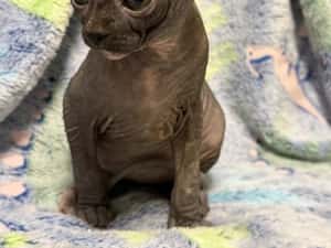 Fetița Sfinx BLUE — miniatura 8