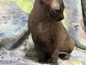 Fetița Sfinx BLUE — miniatura 10