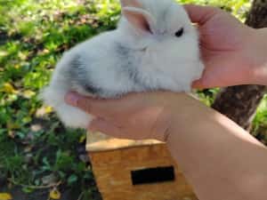 Vând iepuri cap de leu — miniatura 1