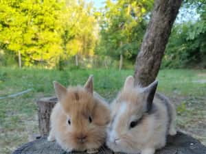 Vând iepuri cap de leu — miniatura 2