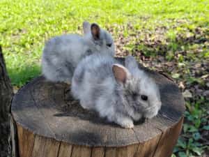 Vând iepuri cap de leu — miniatura 3