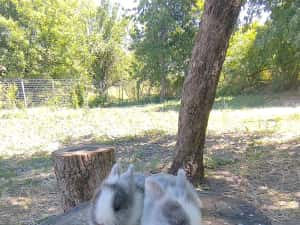 Vând iepuri cap de leu — miniatura 4