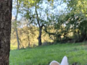 Vând iepuri cap de leu — miniatura 5