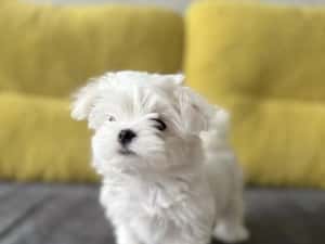 Catelusa bichon mini toy vaccinata