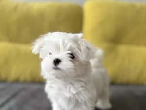Catelusa bichon mini toy vaccinata — miniatura 3