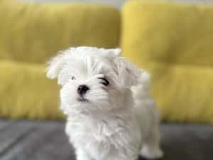 Catelusa bichon mini toy vaccinata — miniatura 4