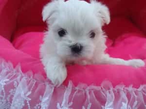 Catei Bichon Maltez Mini Toy - Cumpără în condiții de legalitate și siguranță