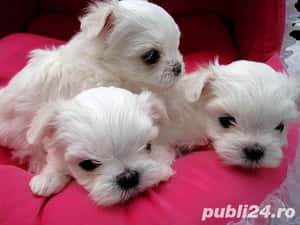 Catei Bichon Maltez Mini Toy - Cumpără în condiții de legalitate și siguranță — miniatura 2