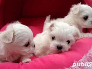 Catei Bichon Maltez Mini Toy - Cumpără în condiții de legalitate și siguranță — miniatura 3