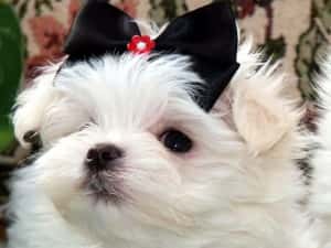 Catei Bichon Maltez Mini Toy - Cumpără în condiții de legalitate și siguranță — miniatura 4