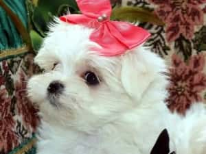 Catei Bichon Maltez Mini Toy - Cumpără în condiții de legalitate și siguranță — miniatura 5
